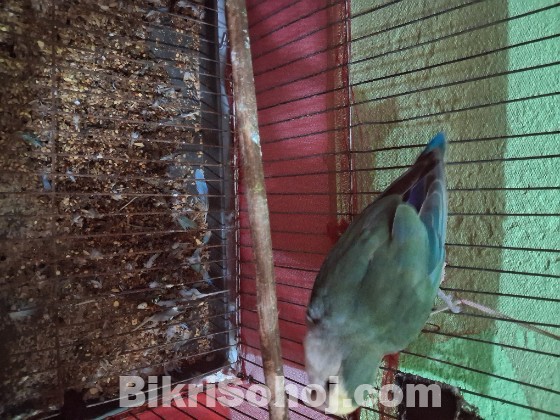Lovebird male